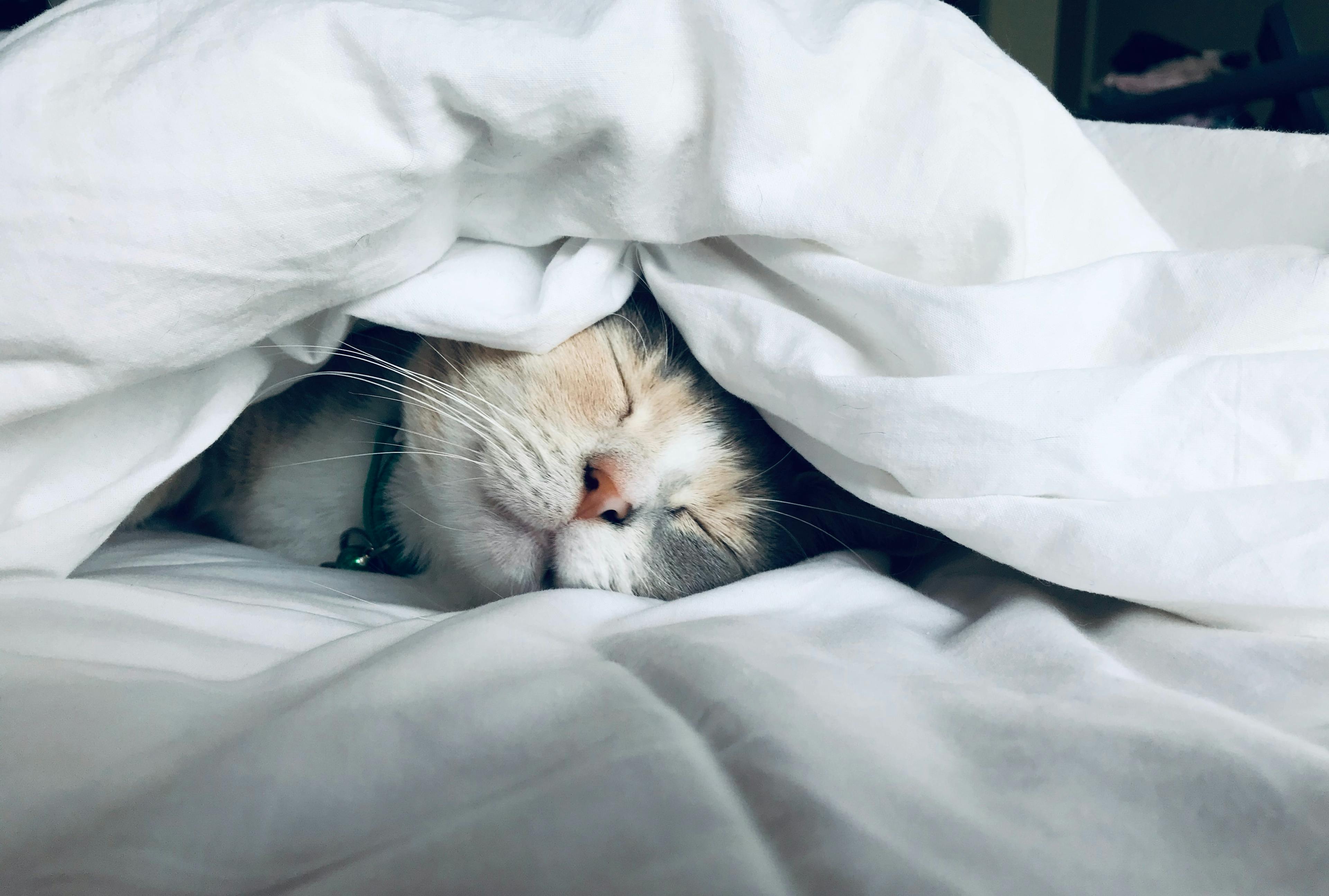 Gato marrón y blanco durmiendo bajo sábanas blancas con una expresión de relajación y buen descanso.